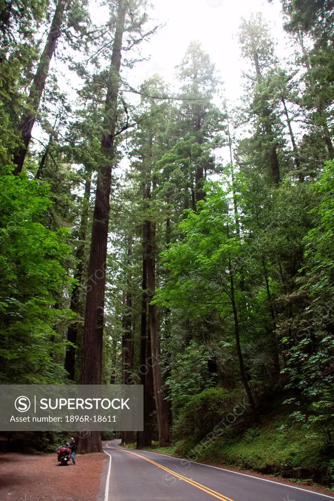 Majestic Redwood trees Sequoia sempervirens line the road along the Avenue of Giants in the Humboldt Redwoods State Park, near Eureka, northern Califo...