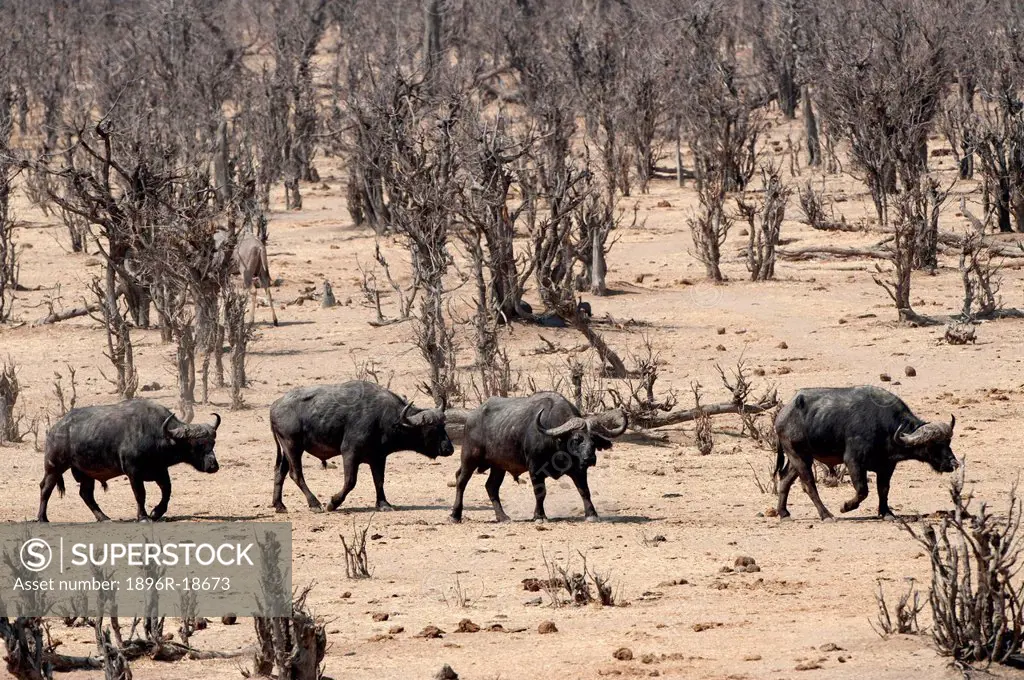 African buffalo herd, Masuma Pan, Hwange National Park, Zimbabwe