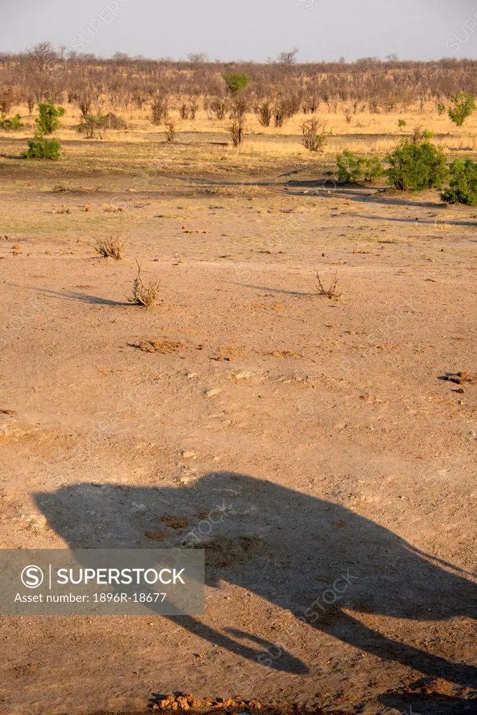 Shadow of elephant, Big Toms Pan, Hwange National Park, Zimbabwe
