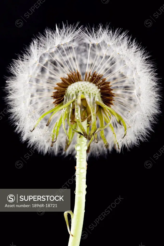 The exposed seed head of a Taraxacum spp, commonly known as the Dandelion, taken against a black background, Durban, South Africa
