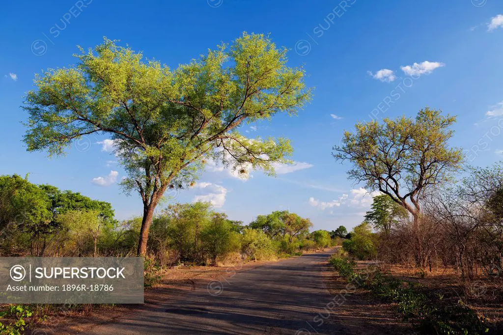 Wide angle view of a paved road through the African Bush. Near Victoria Falls, Zimbabwe
