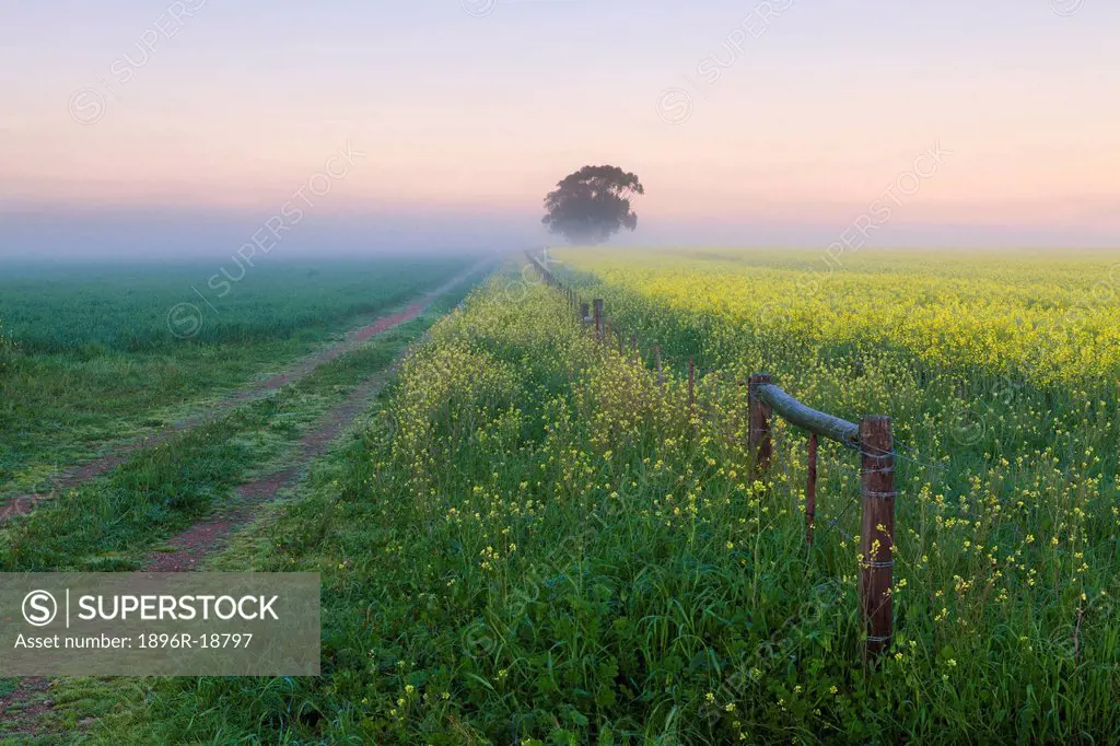 Wide angle view of misty farmland scene. Overberg, South Africa