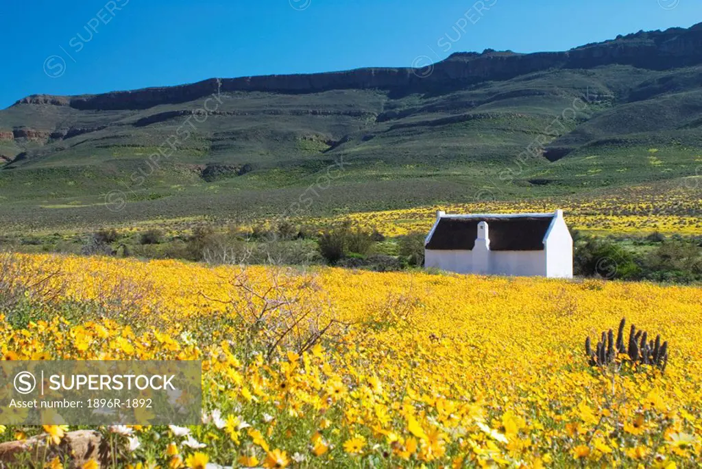 Whitewashed cottage amongst the Spring wildflowers, Biedouw Valley, Clanwilliam, Western Cape Province, South Africa