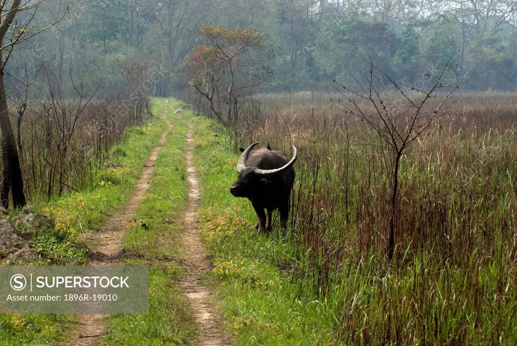 Asiatic Buffalo (Bubalus arnee) in Kaziranga National Park, Assam, India
