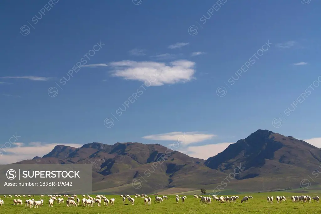 Sheep grazing near Worcester, Western Cape, South Africa