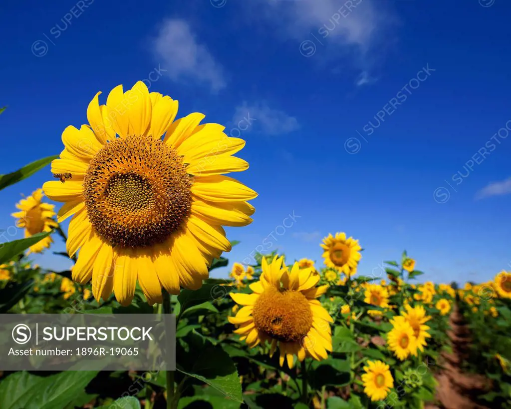 Wide angle view of a sunflower with a bee approaching it. Clarens area, Free State, South Africa