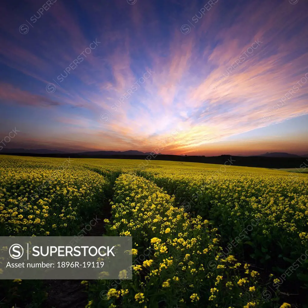 Wide angle view of tracks in a canola field below a colorful sunset sky. Generic background - no location