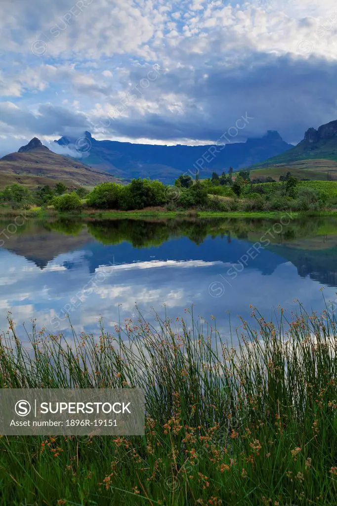 Wide Angle View of the Amphitheater reflected in a trout dam. Royal Natal National Park, Northern Drakensberg, KZN, South Africa