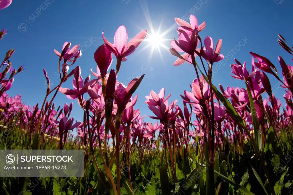 A low angle view, using a fisheye lens, of pink Hesperantha spp flowers facing up into the sun, Namaqualand, South Africa