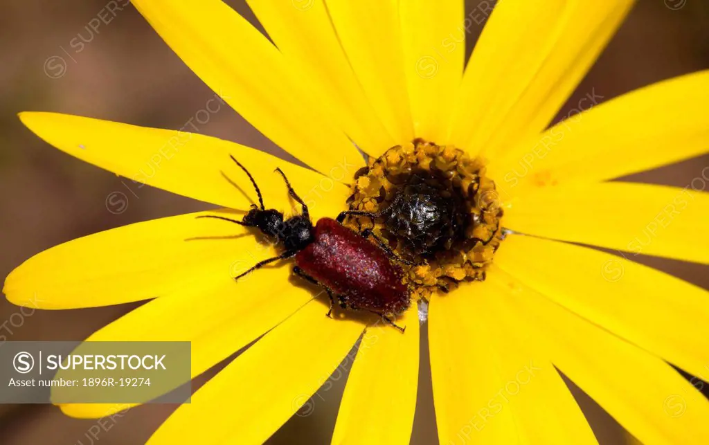 A beetle settles on the yellow petals of flower found in open field in Langebaan, West Coast, South Africa