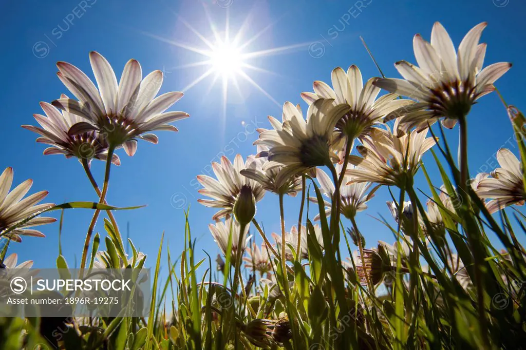 A low angle view of white flowers facing up towards the sun, found in a field near Nieuwoudtville, West Coast, South Africa