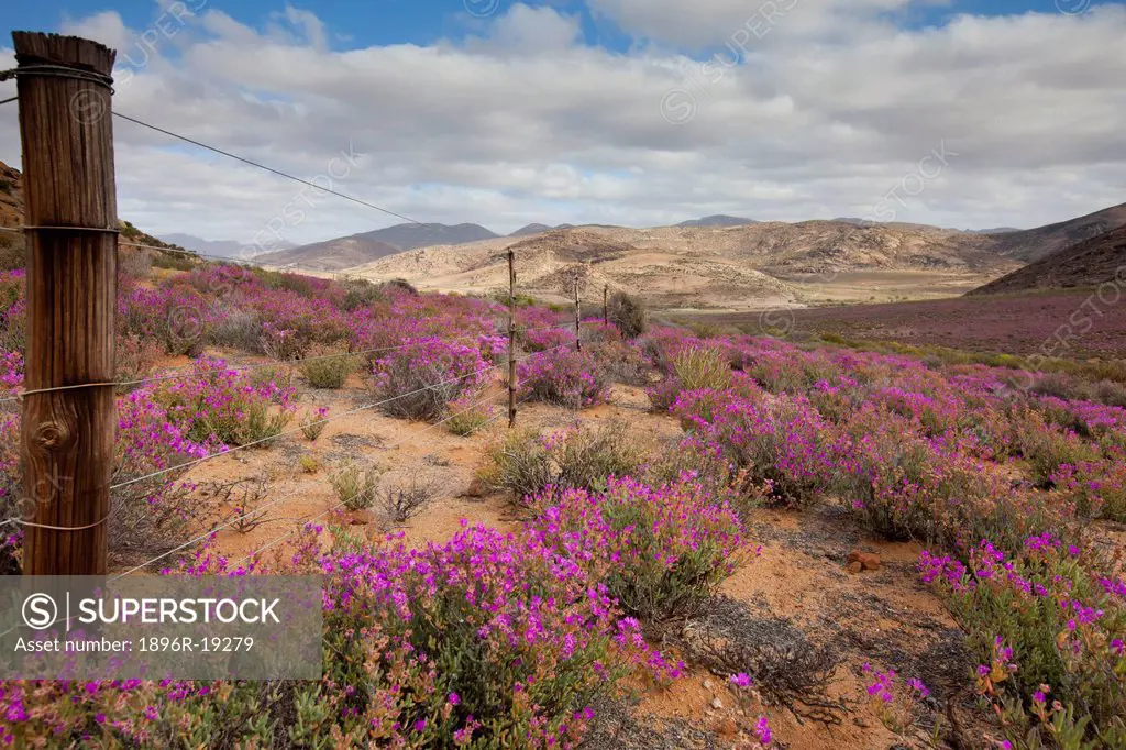 A wired strand farm fence snakes through a large field of pink Lampranthus spp succulent plants, in the Kamiesberg district on the West Coast, South A...