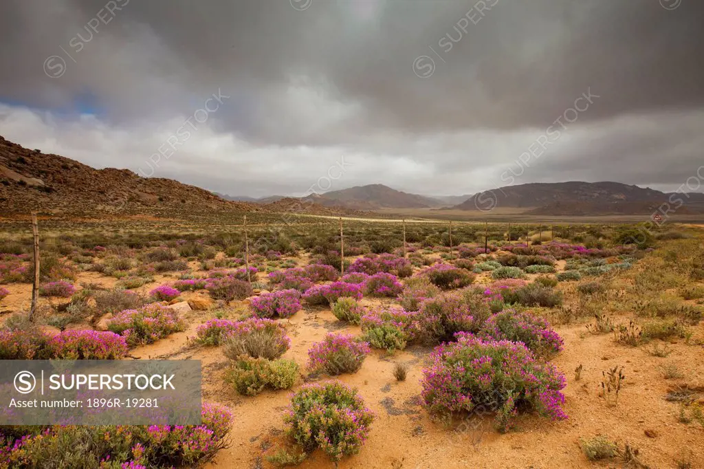 Dark clouds hang over a open field covered with pink flowers, with a wire fence in the foreground, in the Kamiesberg near Springbok, South Africa