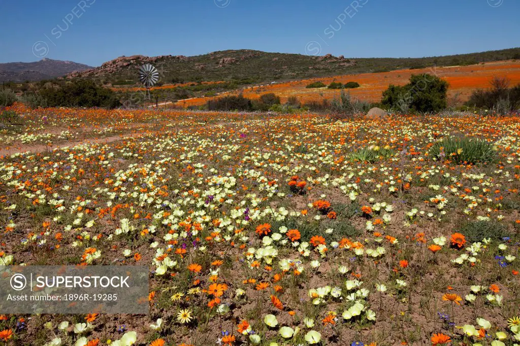 A multitude of colourful flowers cover the old fields in the Namaqualand National Park area, South Africa