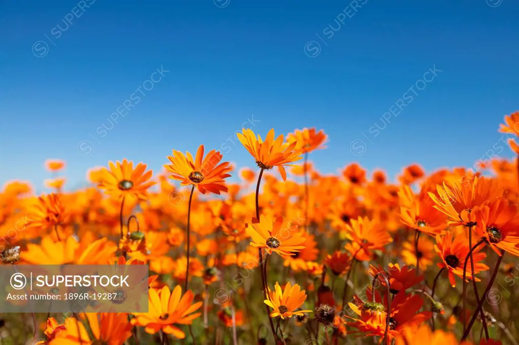 A low angle view of a field of Dimorphotheca spp flowers using a narrow field of focus, South Africa