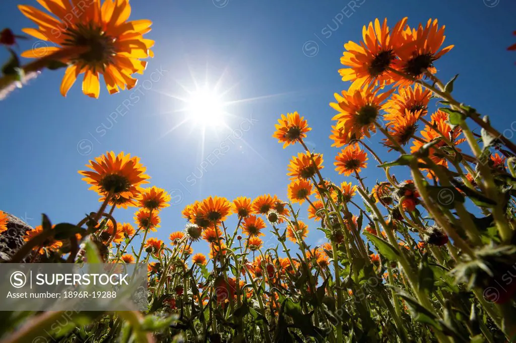 A low angle view facing up towards the sun of yellow Arctotis spp flowers, basically taken from beneath the flowers, South Africa