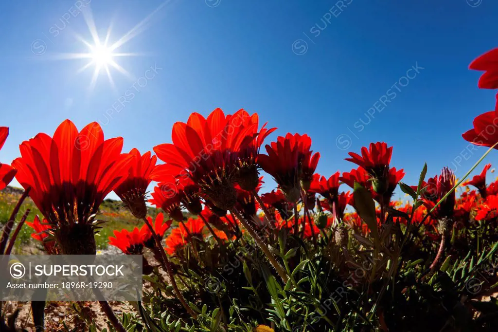 A low angle view of Red Gazania spp, looking up towards the sun, South Africa