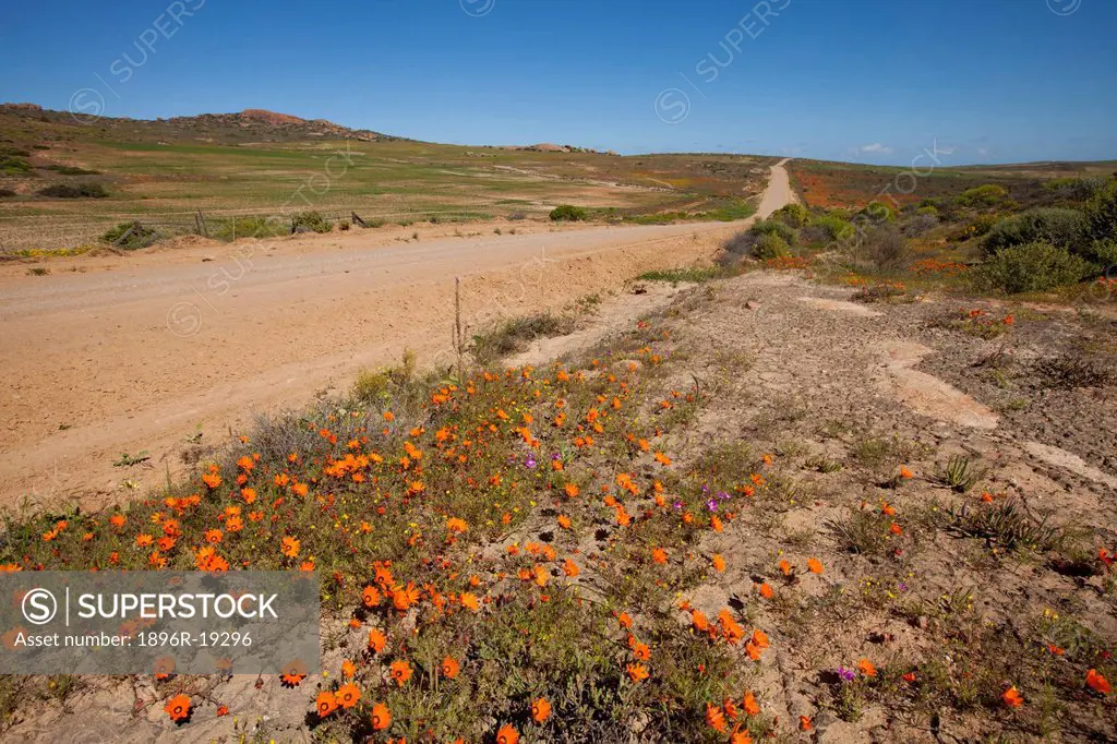 Orange Namaqualand Daisies growing next to a dirt road which heads off into the distance, South Africa