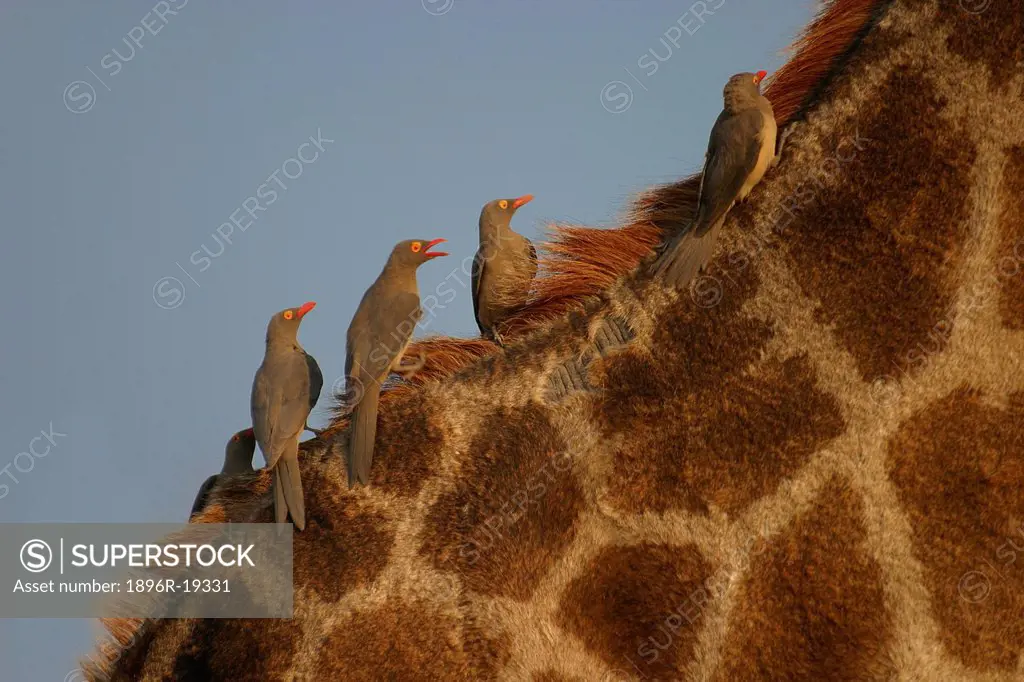 Giraffe (Camelopardalis giraffa) and Oxpeckers (Buphagus africanus) South Africa