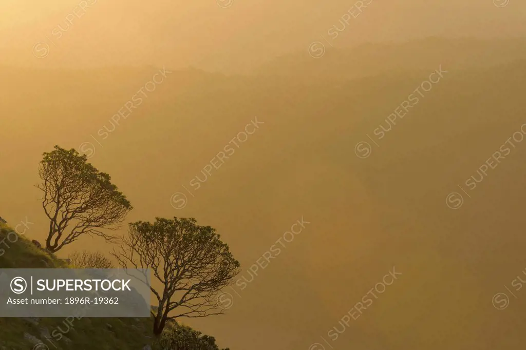 Two trees in silhouette on rocky slope, Mount Thesiger, Port St Johns, Wild Coast, South Africa