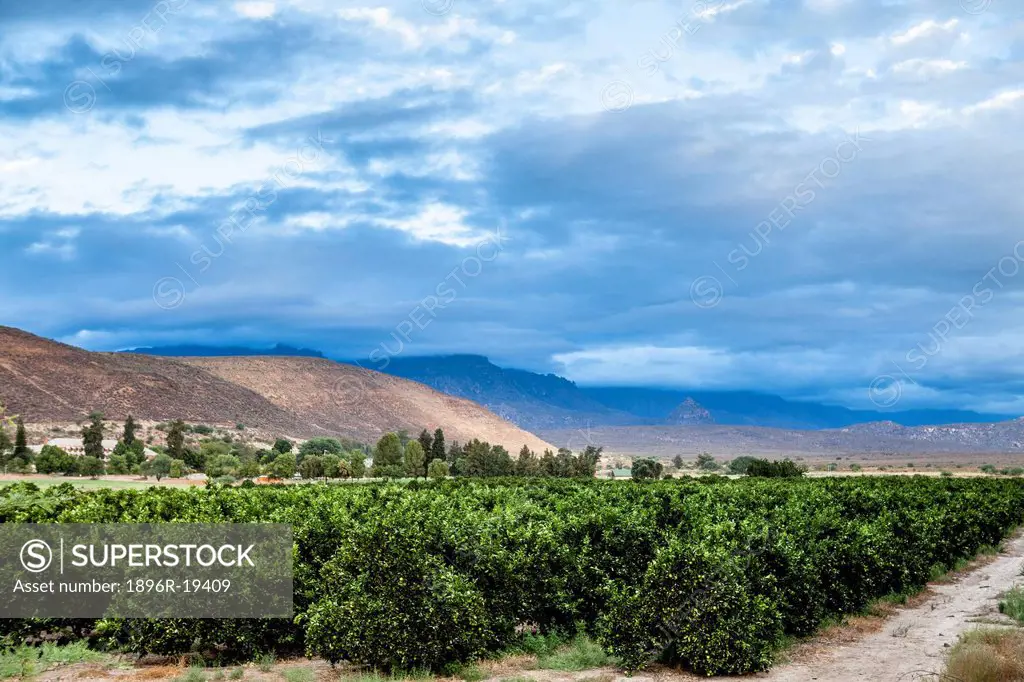 Mountain landscape with lime tree grove, Clanwilliam, Western Cape Province, South Africa