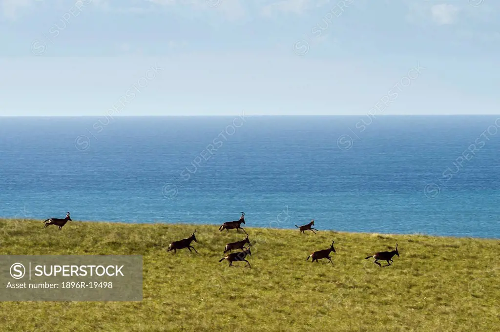 Red Hartebeest (Alcelaphus caama) running with the coastline and sea in the background, Mkambati Nature Reserve, Eastern Cape, South Africa
