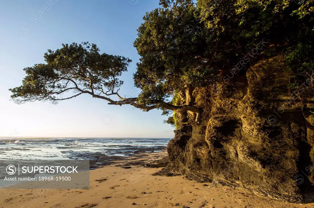 Coastal forest on the beach of Dwesa-Cwebe Marine Protected Area, Eastern Cape, South Africa
