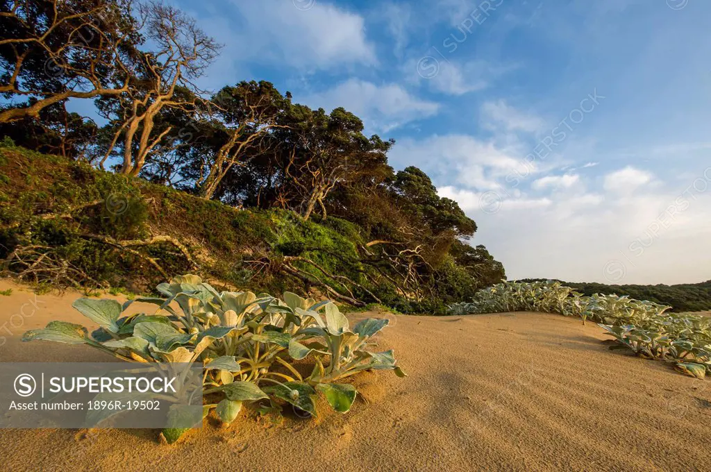 Coastal forest and beach vegetation at Dwesa-Cwebe Marine Protected Area, Eastern Cape, South Africa