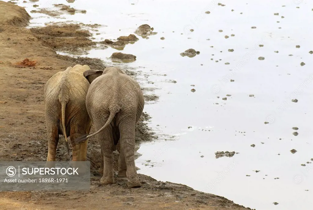 Two male sub_adult African Elephants Loxodonta africana bond at a waterhole, Masuma pan, Hwange National Park, Matabeleland North Province, Zimbabwe
