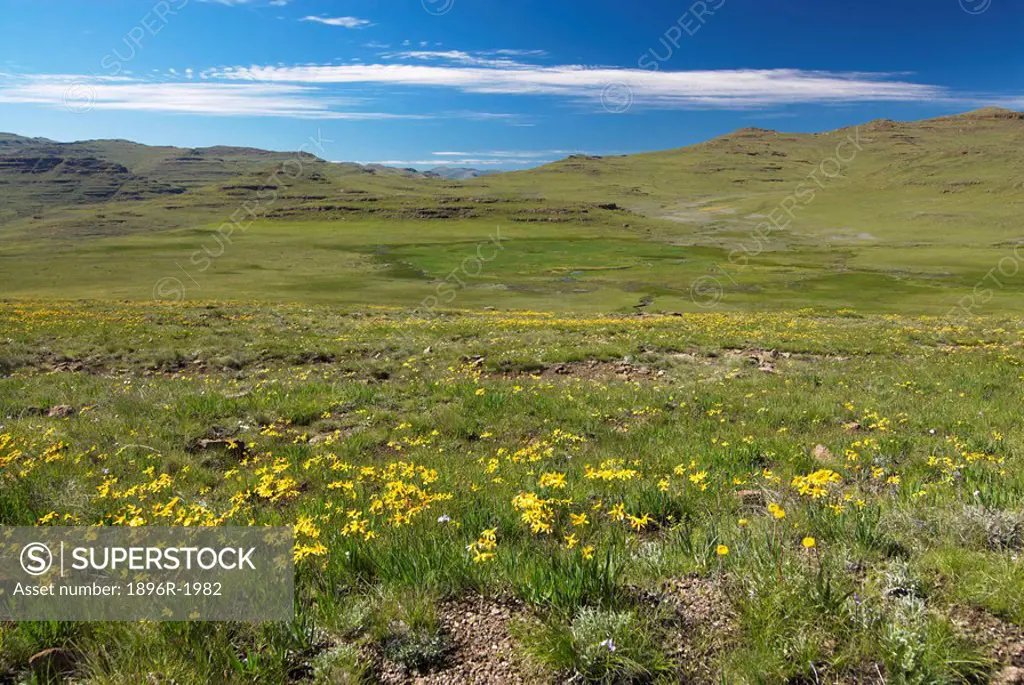 View of the mountainous landscape of Lesotho from the Drakensberg Escarpment with Yellow Iris Moraea spathulata flowers in the foreground, Drakensberg...
