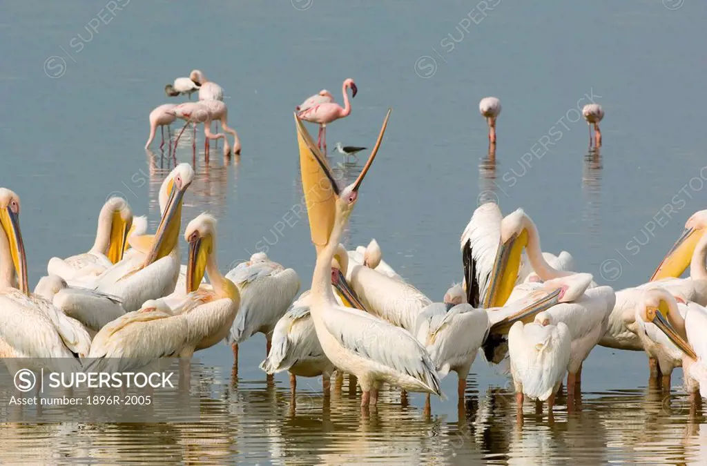 Pelicans Pelecanidae rest and groom themselves after feeding in a pan, Amboseli National Park, Kenya
