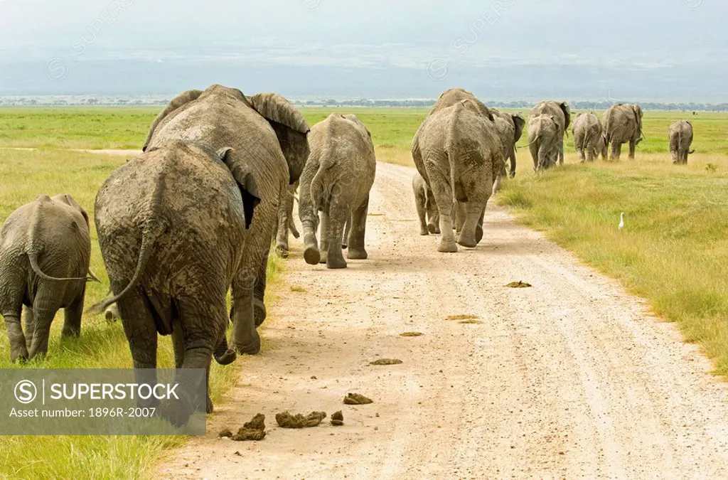 Herd of Elephants Loxodonta walking away, Amboseli National Park, Kenya
