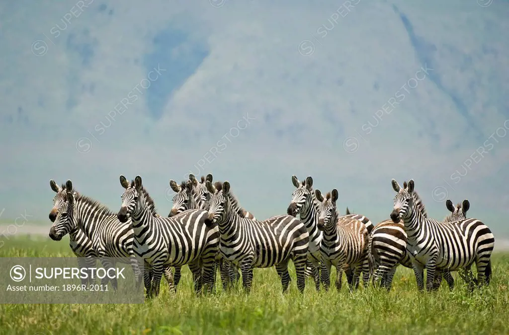 Herd of alerted Zebra Equus quagga, Ngorongoro Crater Highlands, Tanzania
