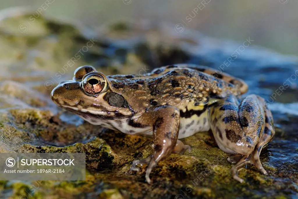A Cape River Frog Afrana fuscigula shows its skin detail while sitting on a wet rock alongside a river stream, De Hoop Nature Reserve, Western Cape, S...