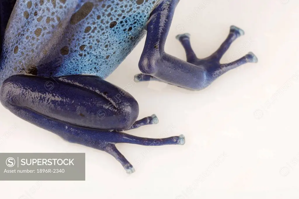 Portrait of Part of a Blue Poison Arrow Frog Dendrobates azureus  Studio, Centurion, Pretoria, Gauteng Province, South Africa