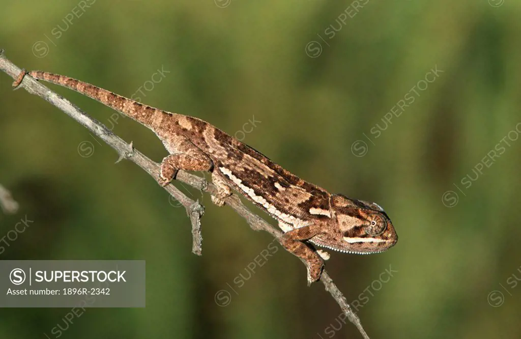 Profile of a Chameleon Chamaeleolis chamaeleonides Balancing on a Branch  Nelspruit District, Mpumalanga Province, South Africa