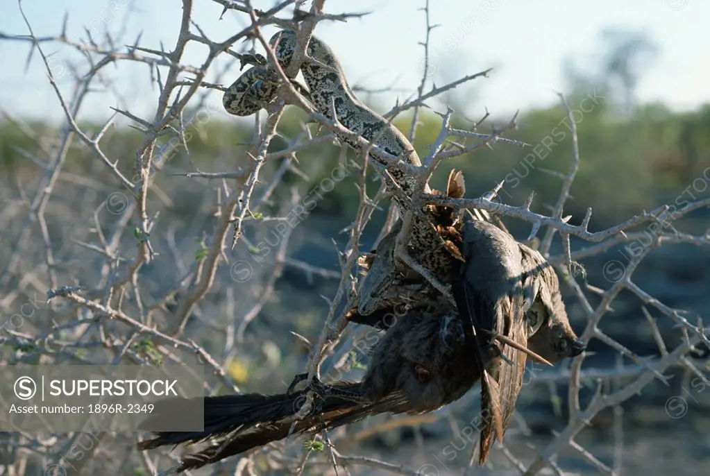 Angolan Python Python anchietae with Grey Go-Away-Bird Lourie Corythaixoides Concolor Kill in Tree  Namib Naukluft National Park, Namibia