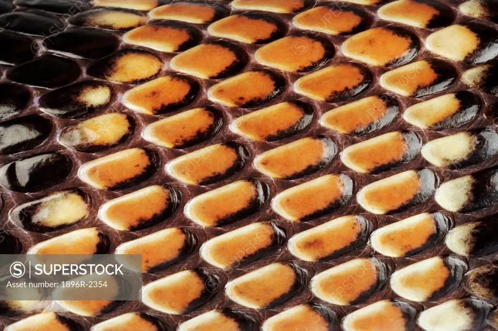 Extreme Close-up of the Skin of a Cape Coral Snake Aspidelaps lubricus lubricus  Studio, Centurion, Pretoria, Gauteng Province, South Africa