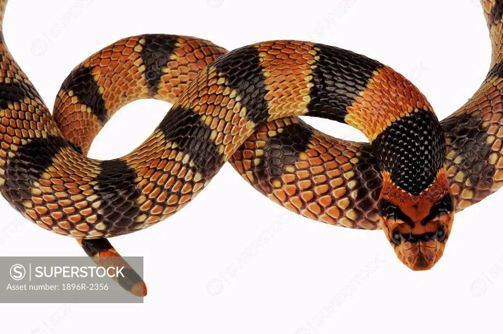 Portrait of the Head and Tail of a Cape Coral Snake Aspidelaps lubricus lubricus  Studio, Centurion, Pretoria, Gauteng Province, South Africa