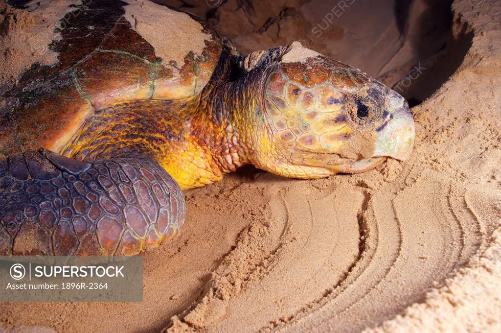 Close-Up of Loggerhead Turtle Lying on Sand  Sodwana Bay, KwaZulu Natal Province, South Africa