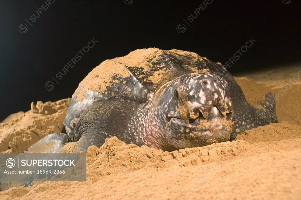 Leatherback Turtle Dermochelys coriacea Laying Eggs on Beach  Sodwana Bay, Kwa-Zulu Natal Province, South Africa