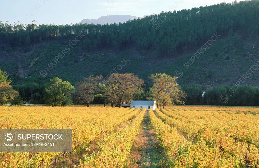 Vineyard and house in Autumn colours. Franschhoek, Boland District, Western Cape Province, South Africa