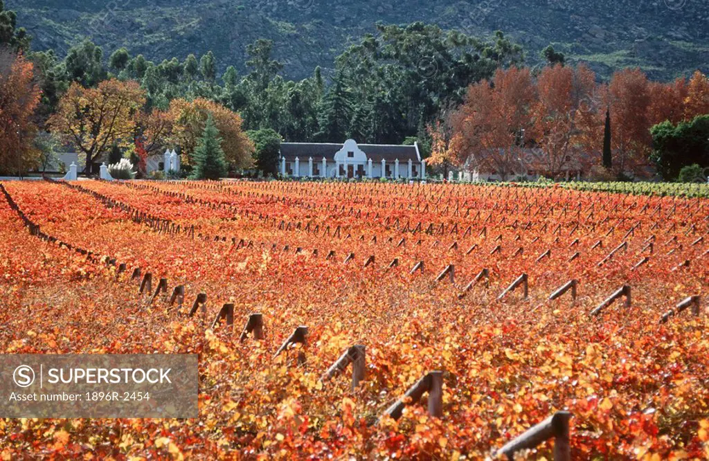 Red colours of Autumn of a Vineyard with a Cape Dutch style Farm house. Hex River, Boland District, Western Cape Province, South Africa