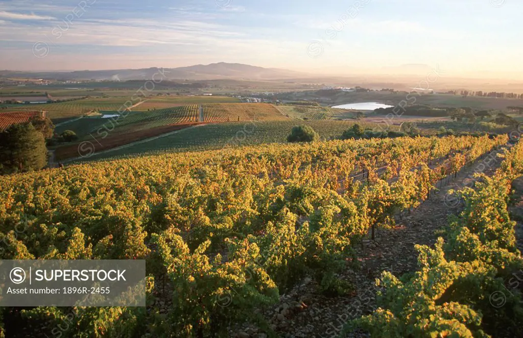 Vineyard Scenic  Stellenbosch, Boland District, Western Cape Province, South Africa