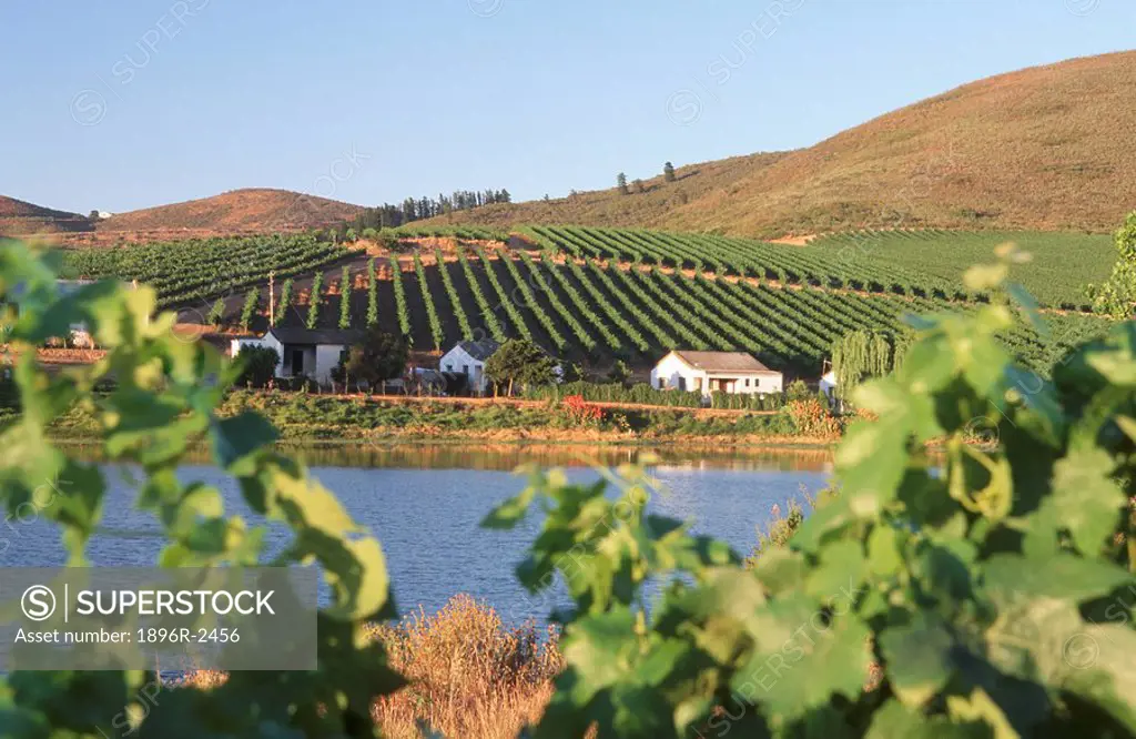 Farm workers houses between a vineyard and dam. Riebeek_Kasteel, Boland District, Western Cape Province, South Africa