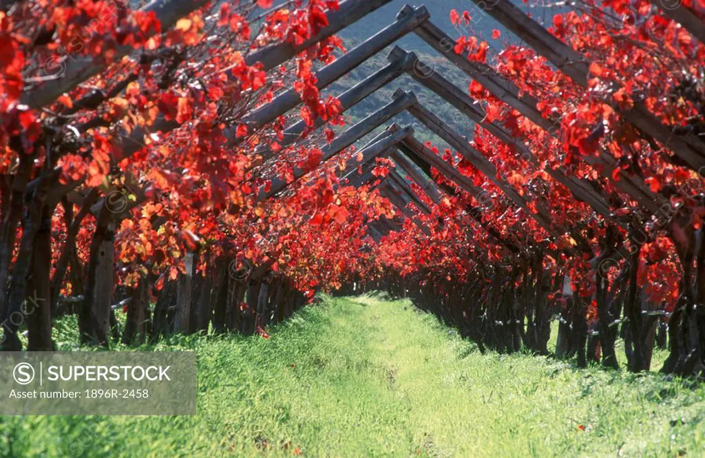 Archway of vines in red Autumn colours. Stellenbosch, Boland District, Western Cape Province, South Africa, Africa