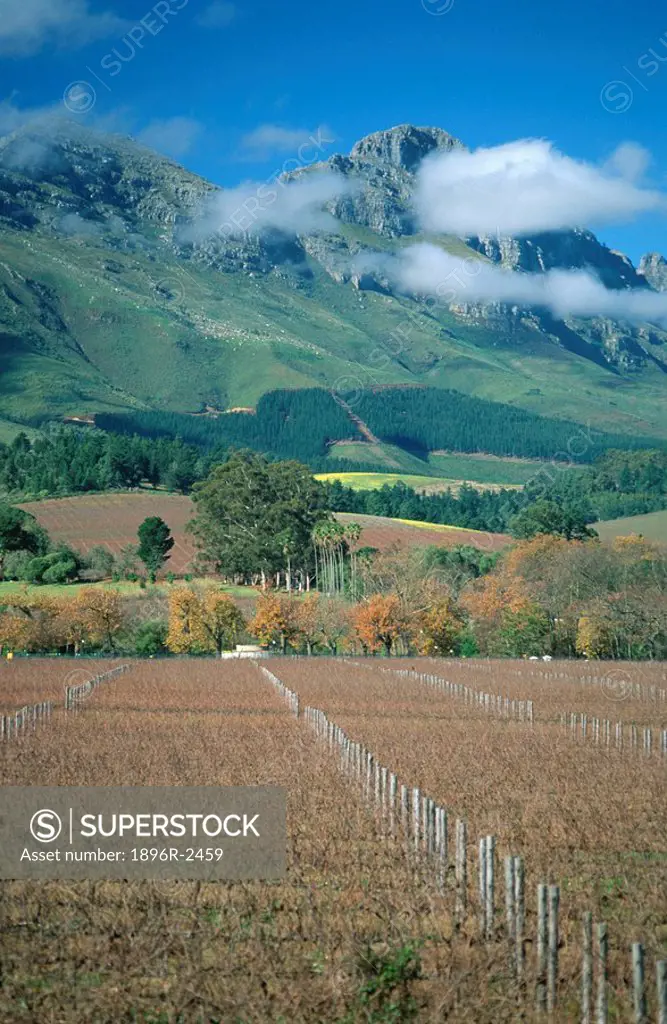 Autumn colours in the Western Cape Winelands. Paarl, Boland District, Western Cape Province, South Africa