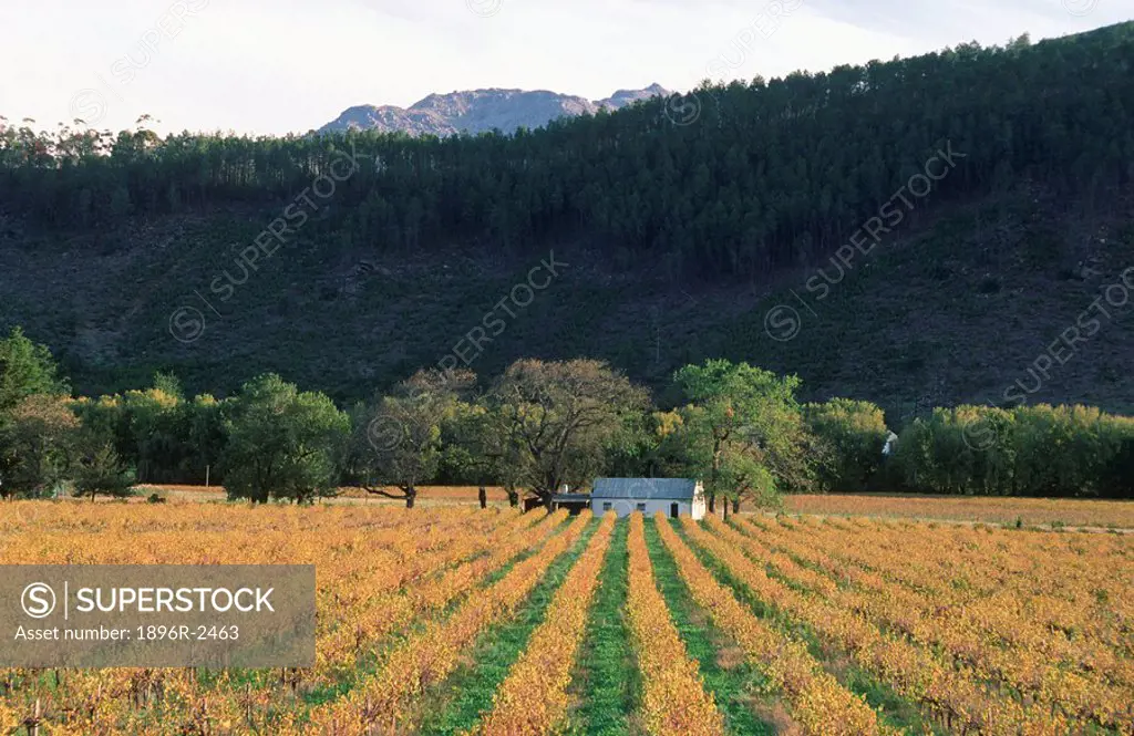 Vineyard and Cottage Scenic  Franschhoek, Boland District, Western Cape Province, South Africa