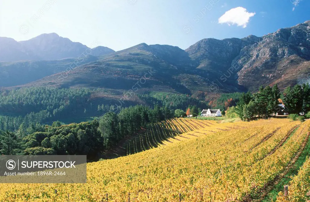 Rolling Green Vineyard with Mountainside in Background. Franschoek, Boland District, Western Cape Province, South Africa, Africa