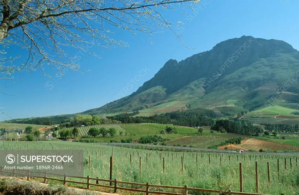 Western Cape Province Green vineyards and mountains. Stellenbosch, Boland District, Western Cape Province, South Africa